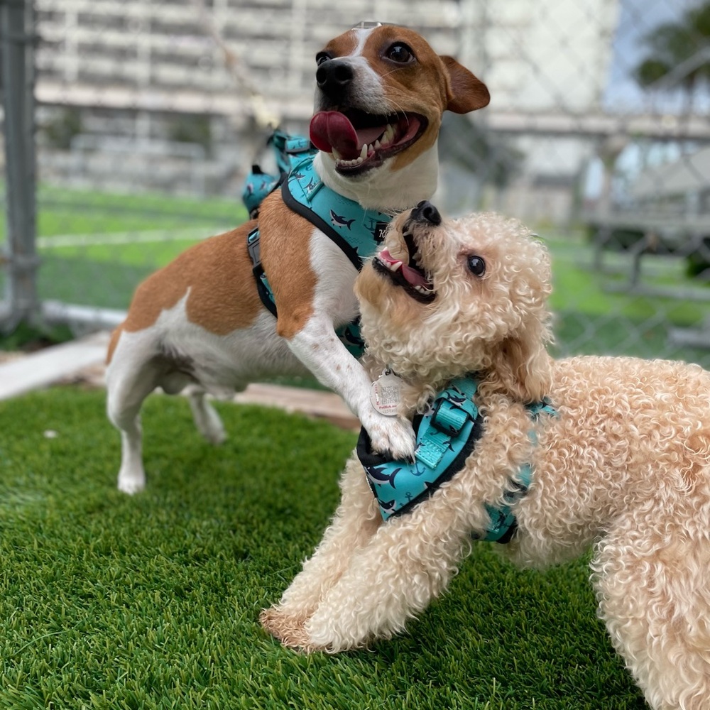 ✨ BRAND NEW Shark Dog Harness | Adjustable | Beach-Ready! - Picture 4 of 7